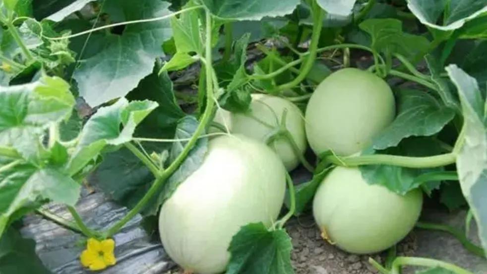 香瓜种植基地,香瓜立体种植