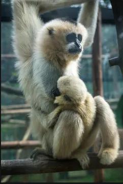 李白的五言绝句十首,李白最霸气的十首诗