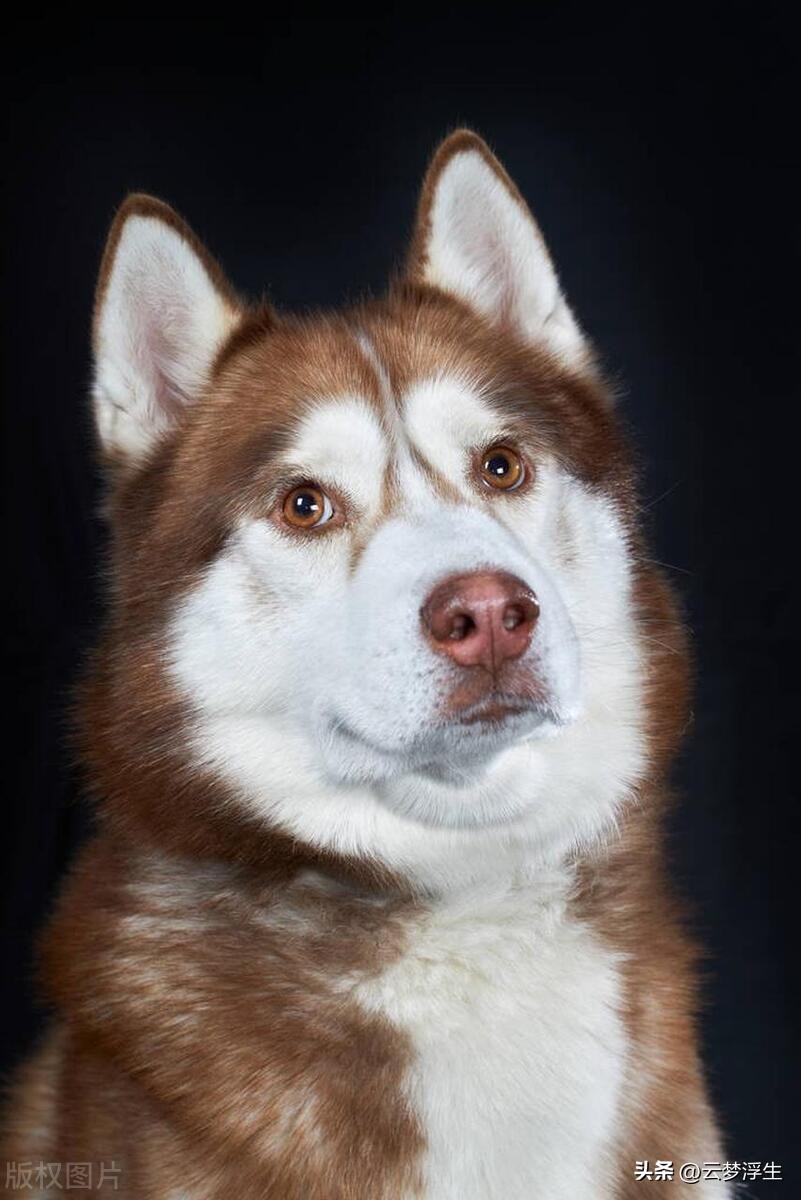 纯种哈士奇犬辨别方法,怎么挑选哈士奇的纯种狗