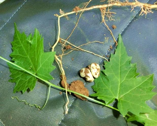 土贝母是什么味,土贝母植物果实照片