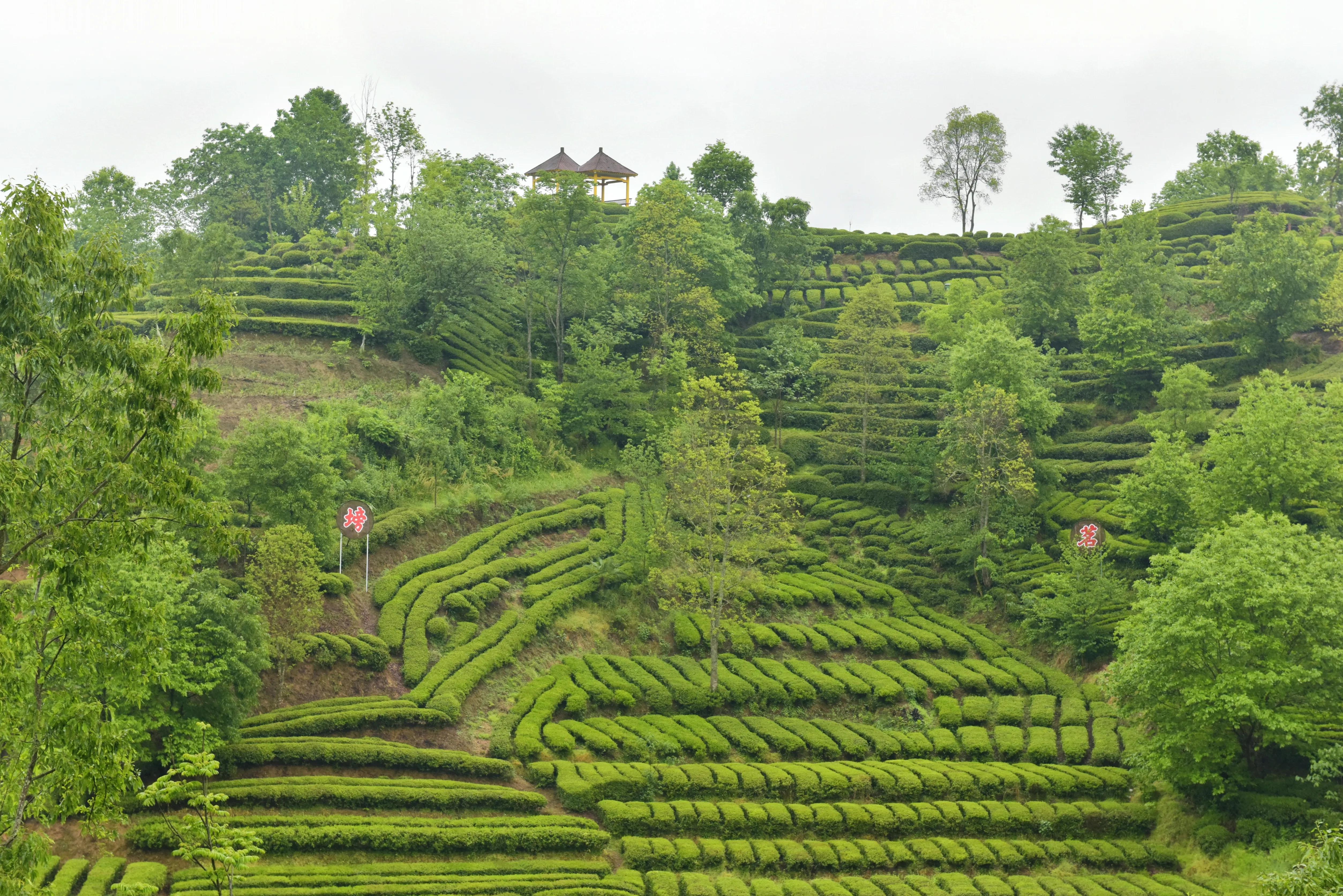 西乡县著名的茶园有哪些,西乡是中国最美茶园吗