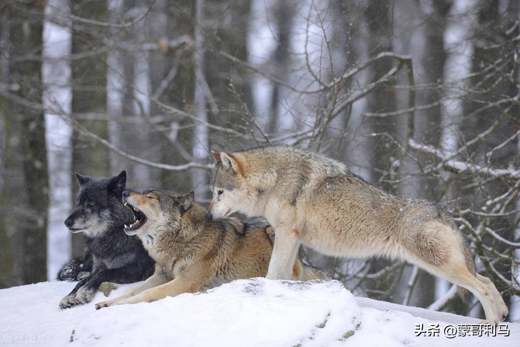 公司被剥夺，身家数十亿化为乌有，是谁“黑”了李途纯和太子奶