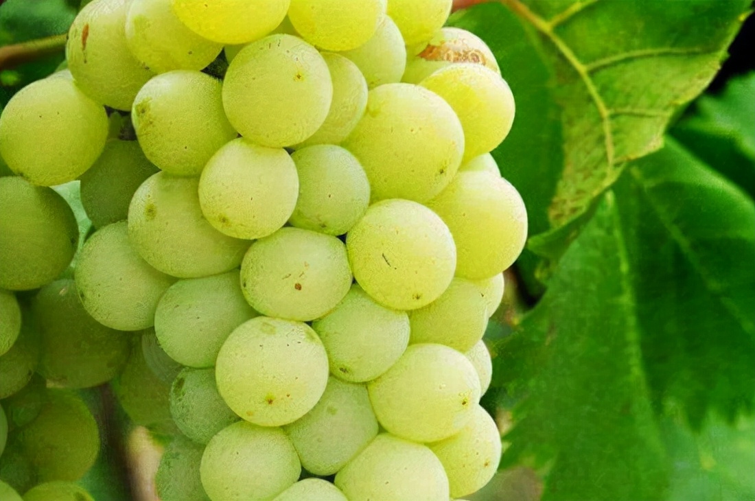 阳光玫瑰和青葡萄如何分辨,阳光玫瑰葡萄怎么辨别真假苗