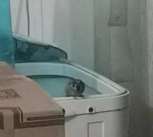 半夜有只鸟飞进家,有只小鸟飞进屋怎么办