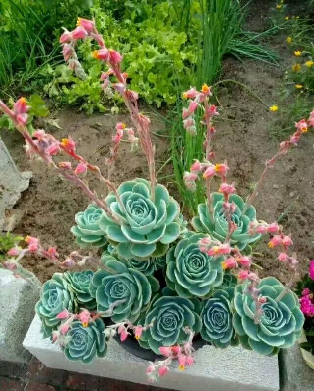 100种好看的多肉植物,50多种多肉品种大全