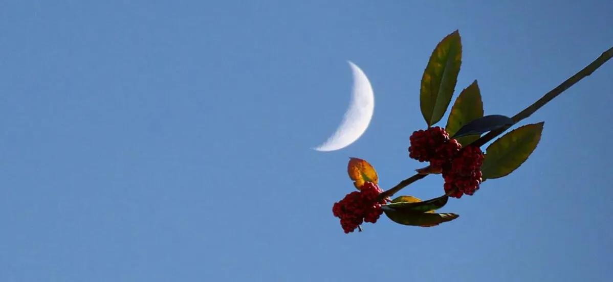 杨玉环古代四大美女之一,四大美女杨玉环古代