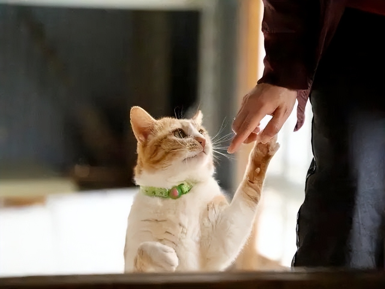 家里养几只猫会传染结肠炎吗,家里养几只猫对孩子学习有影响吗