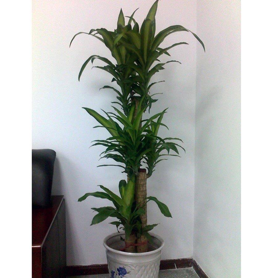 巴西木树好不好养,巴西木养的时间长了为什么要黑腐