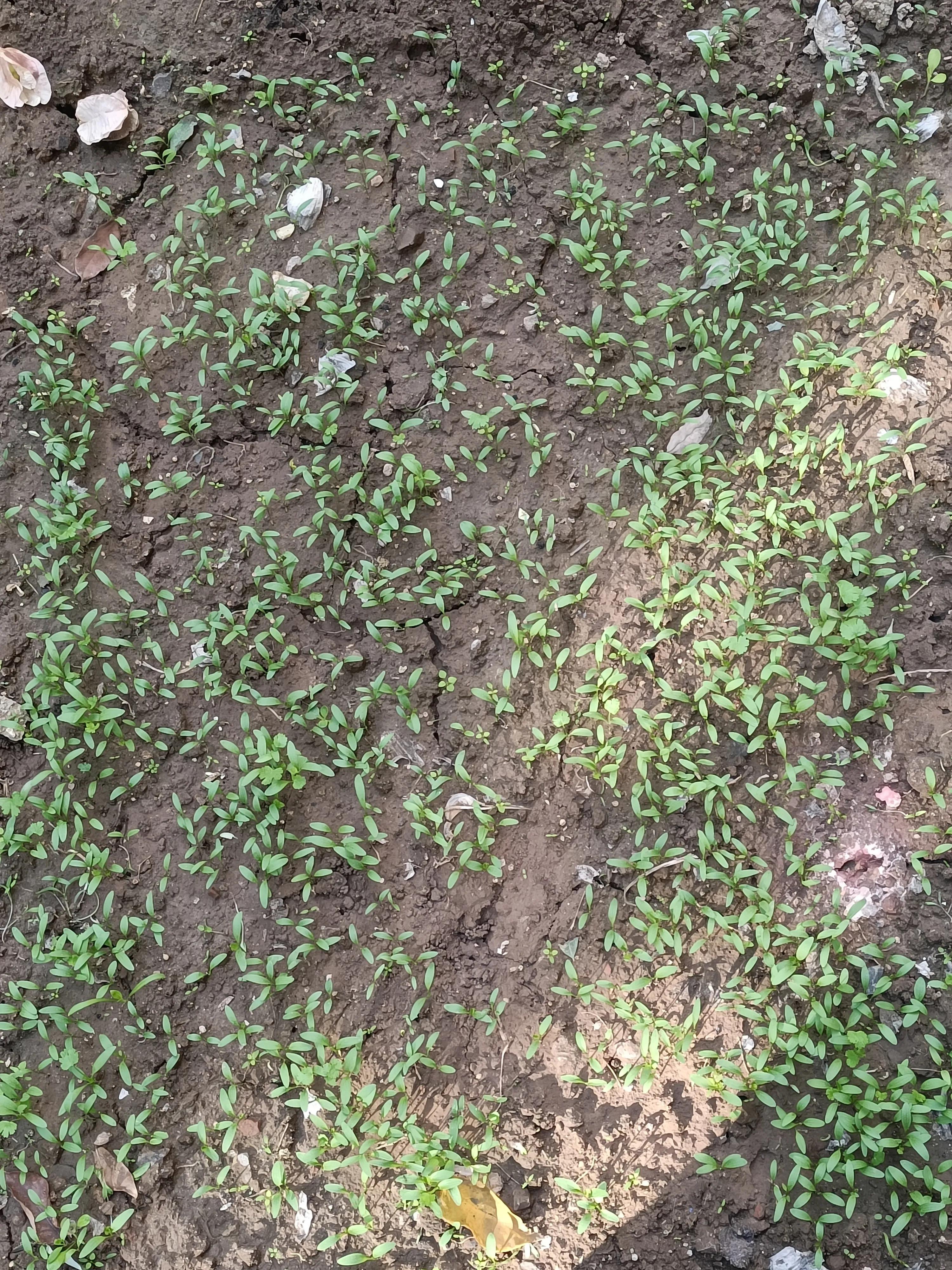 菜地菜种子怎么种,买的蔬菜种子第二年如何留种