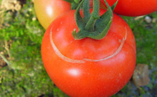 番茄裂果和卷叶是什么原因,番茄裂果是什么原因