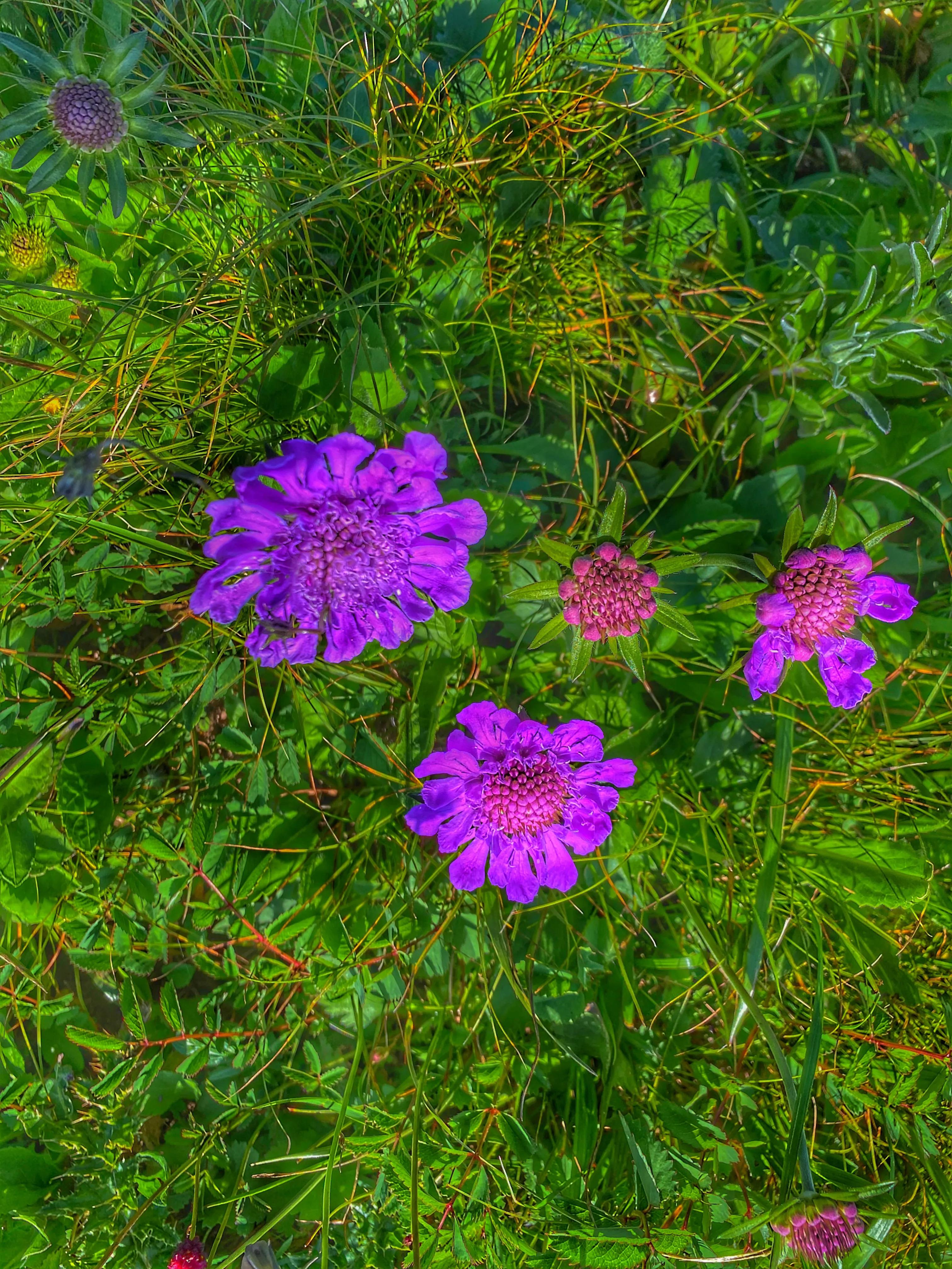 川西高山草甸云海露营,川西高原露营看云海星空