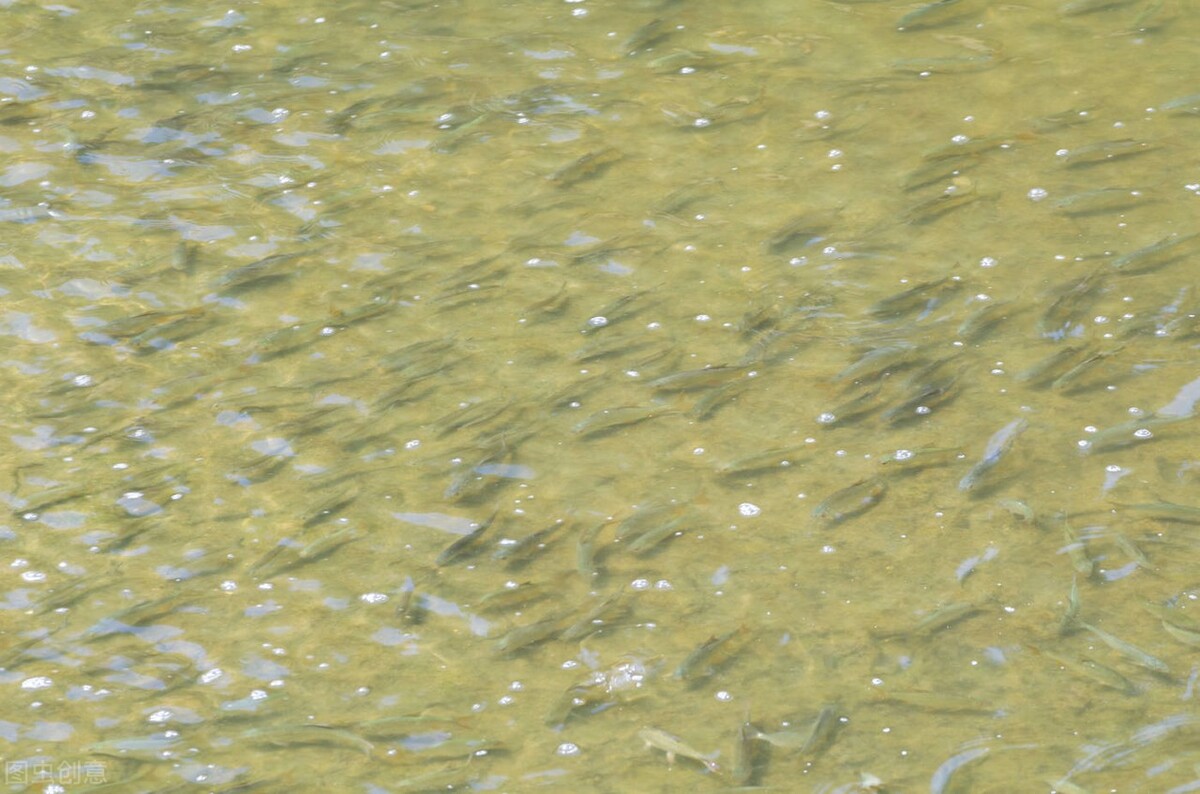 农村养殖罗非最有前景,养殖创业记录视频