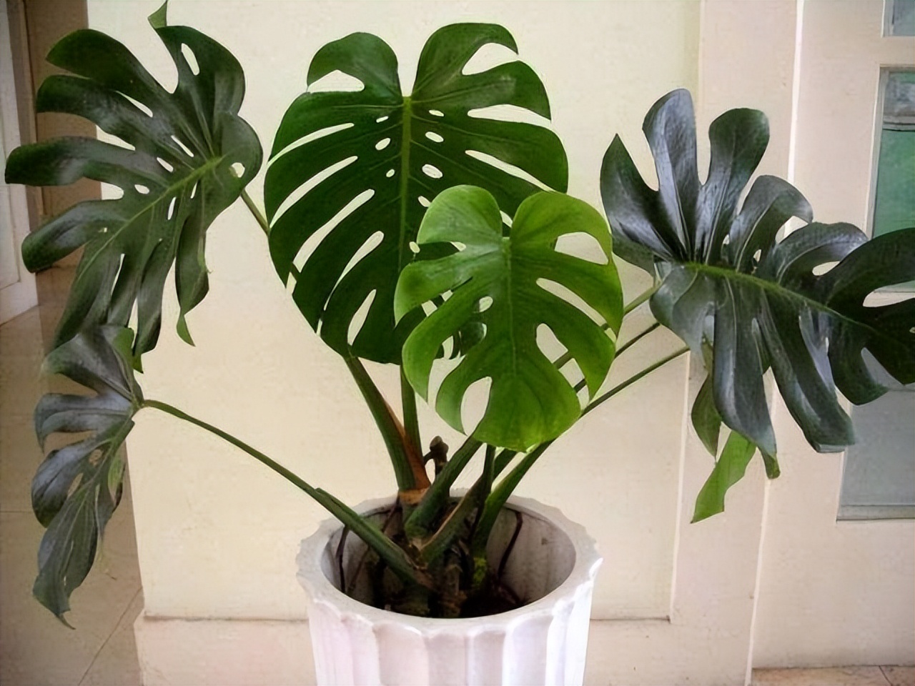 家居养花注意事项,家里养花再贵也要养3种花