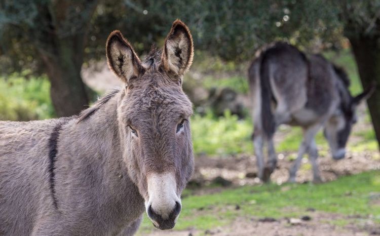 驴浑身是宝顺口溜,现在驴的市场低迷养驴可以吗