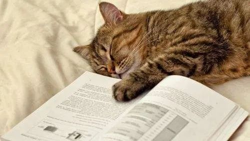 为什么你一读书就犯困,人为什么一看书就困