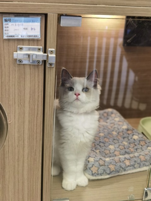 网上领养猫被骗1万,女子将猫寄养疑似被骗