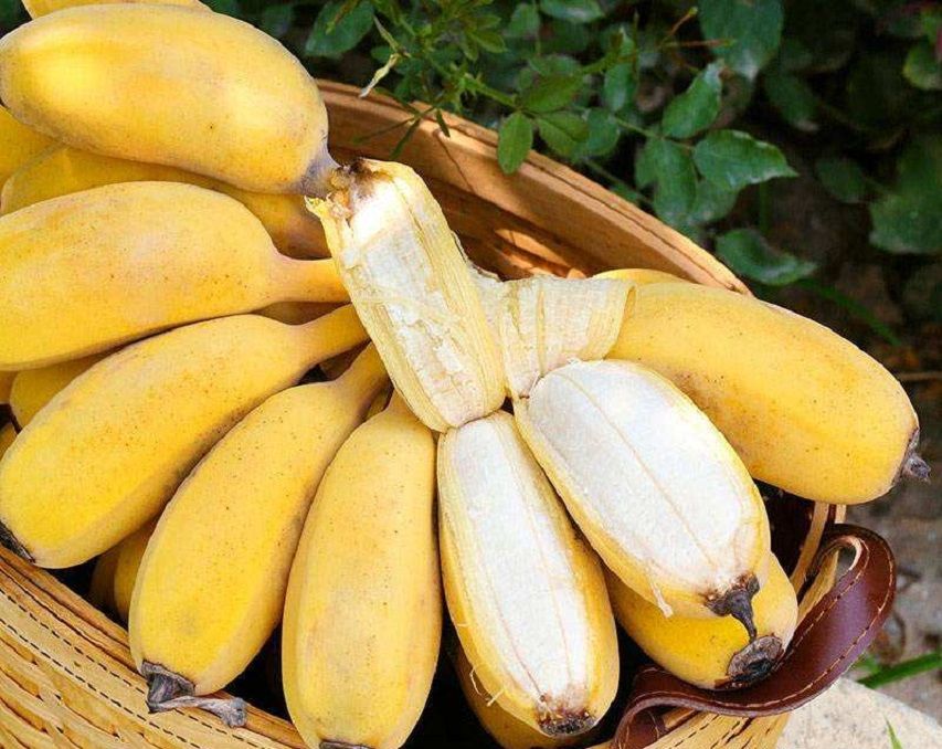 香蕉再过几年后会灭绝,香蕉濒临灭绝是因为什么