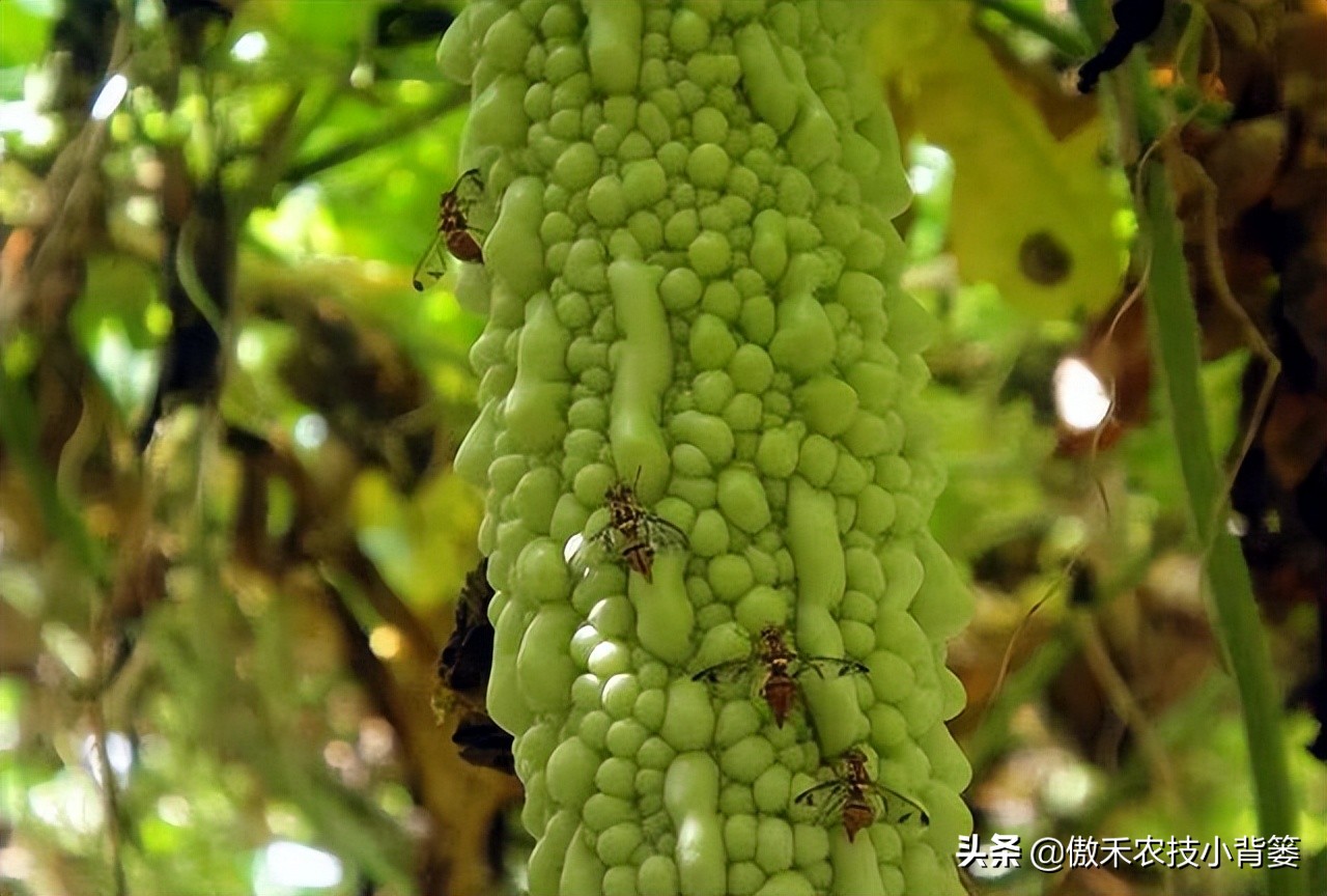 白酒能治瓜果蔬菜虫的方法,瓜果开始结果就有虫咬怎么办
