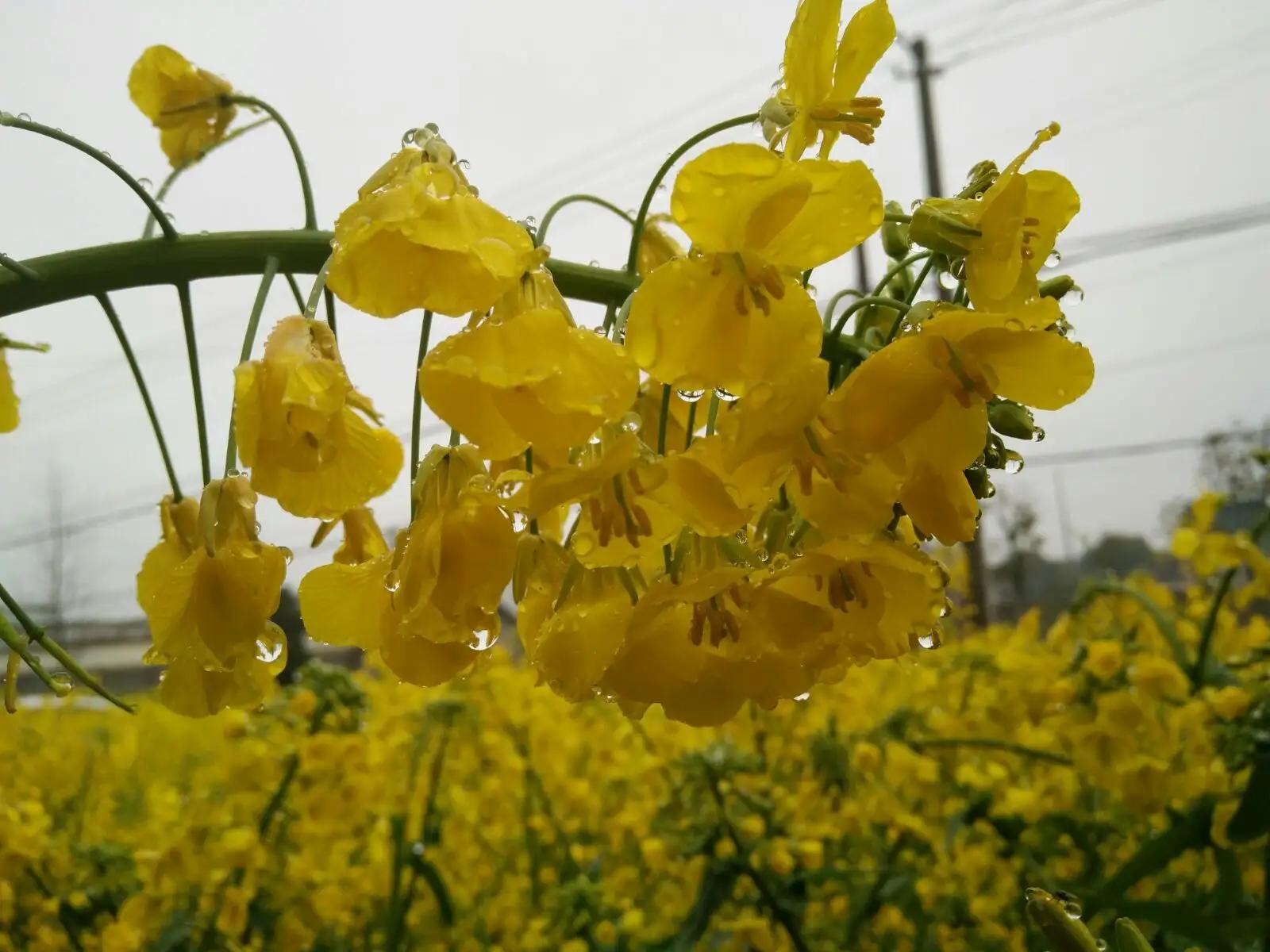 带花和带雨字的诗句,带雨的古诗词经典唯美名句