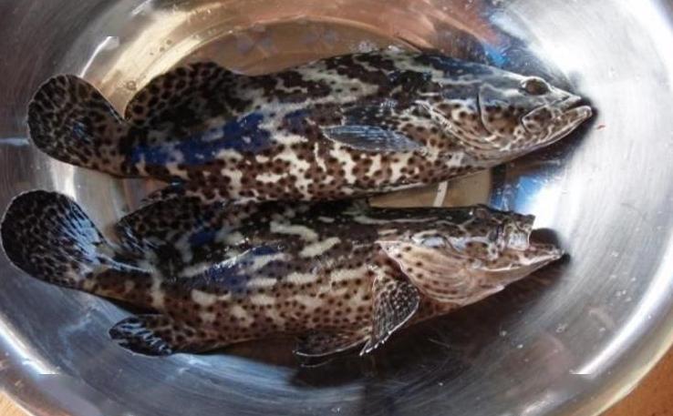 马鞭草和鹿衔草对养殖虎龙杂交斑生长与免疫影响的研究