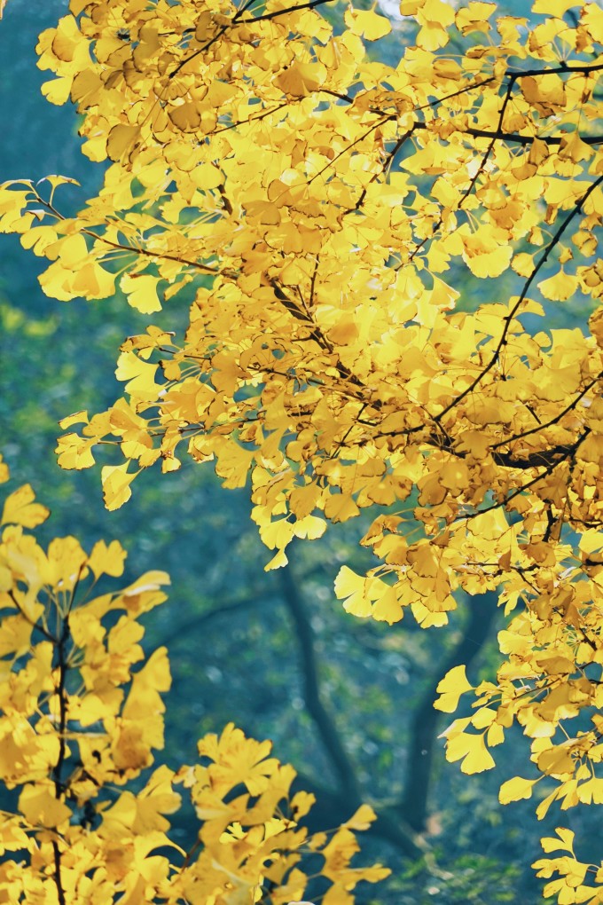 都江堰青城山路线攻略,都江堰青城山交通攻略