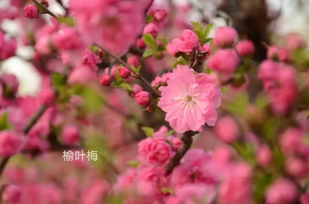 100种花草图片欣赏,50种花草图片大全