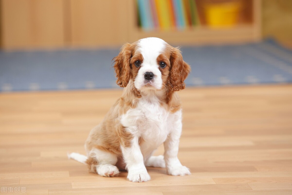 狗狗细小恢复期间突然死亡,狗狗细小治疗后的护理