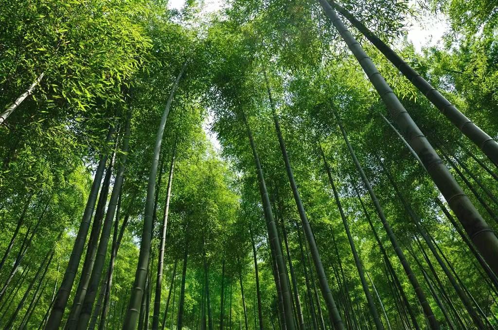 竹子意境最美的古诗词,描写竹子的古诗词大全