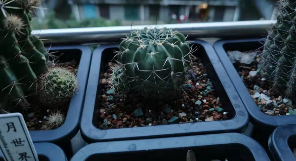 仙人球养护技巧和方法,仙人球的病虫害如何防治呢