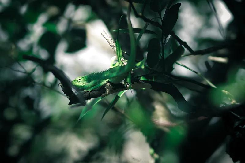 什么宠物对纯素食者最好,好养且可以食用的宠物有哪些