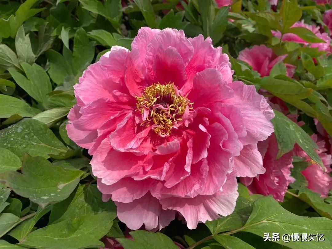 宋朝牡丹诗词,历代咏牡丹花诗词大全