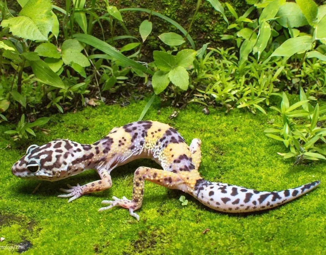 卡皮、隆背、疑似感冒...我的爬宠怎么了？