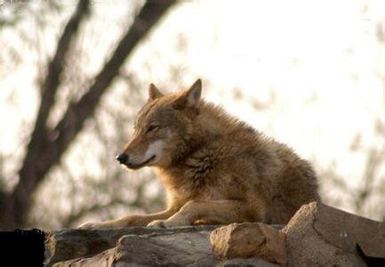1962年，全村闹饥荒，狼群每天给老人送肉，狼会报恩一点不假