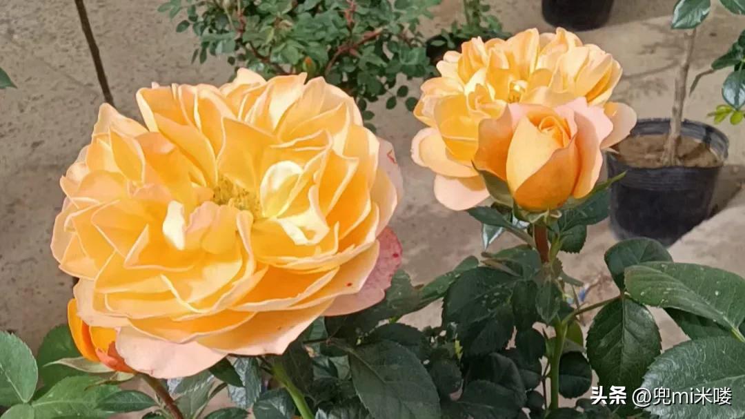 结婚生娃三件事,结婚生娃的单机游戏