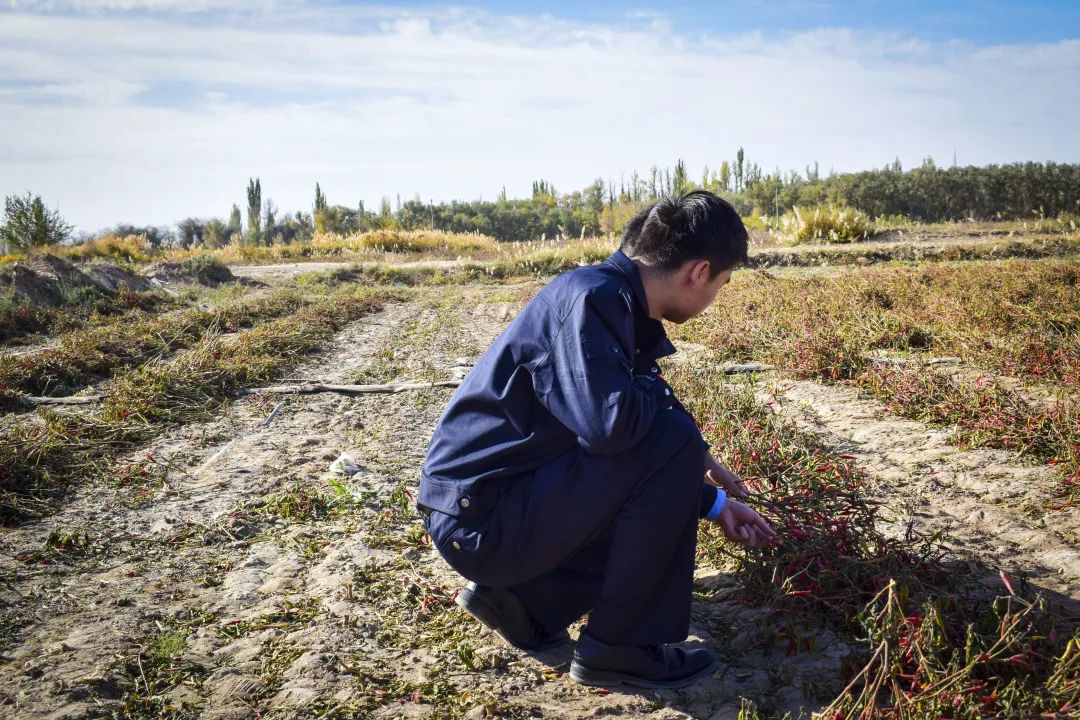 走进金秋时节的乡村——敦煌市公安局组织开展“新时代山乡巨变文学与你同行”主题志愿活动