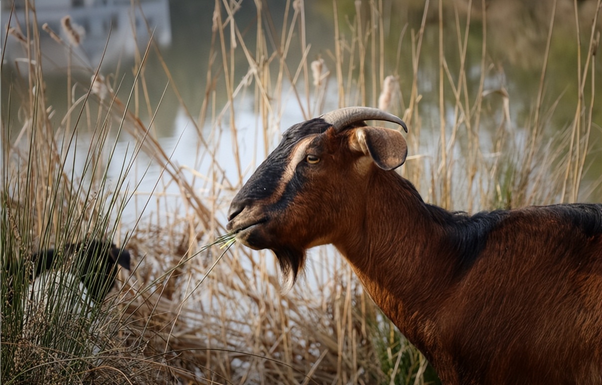 绿涧山水，文源太平丨安徽交控徽风皖韵太平湖酒店