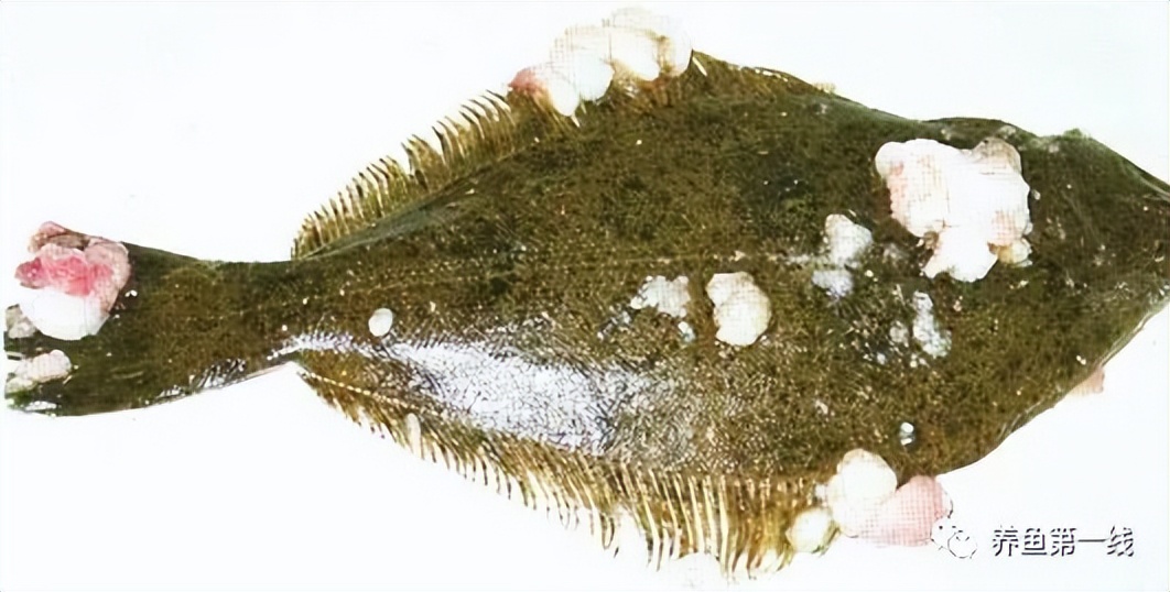 水生生物大盘点,水生生物多图排版