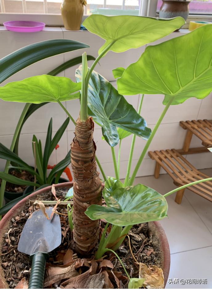 新房装修去甲醛最好的绿植,室内什么绿植去除甲醛效果最好