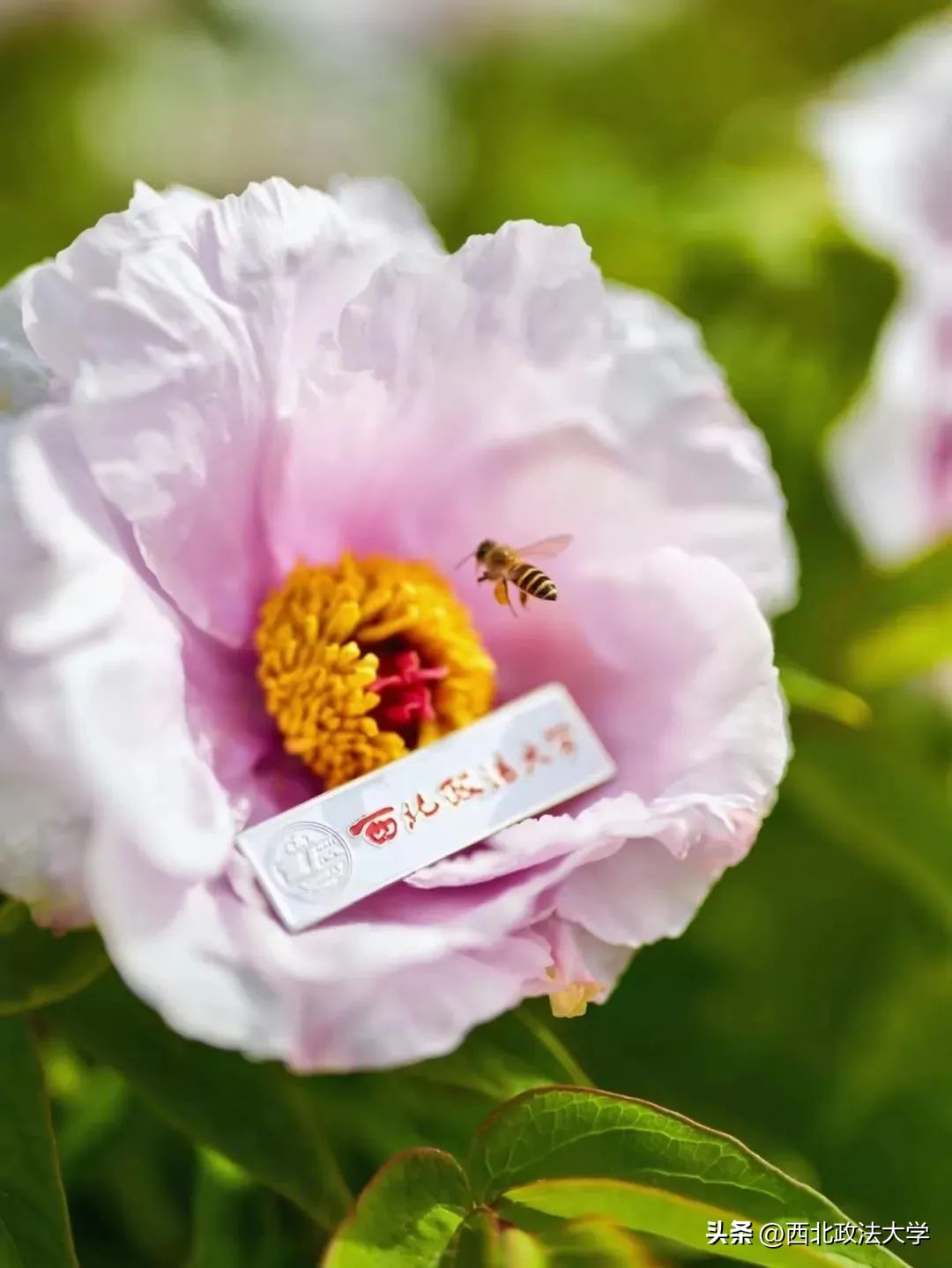 你为什么考研选择西法大,为什么选择西法大