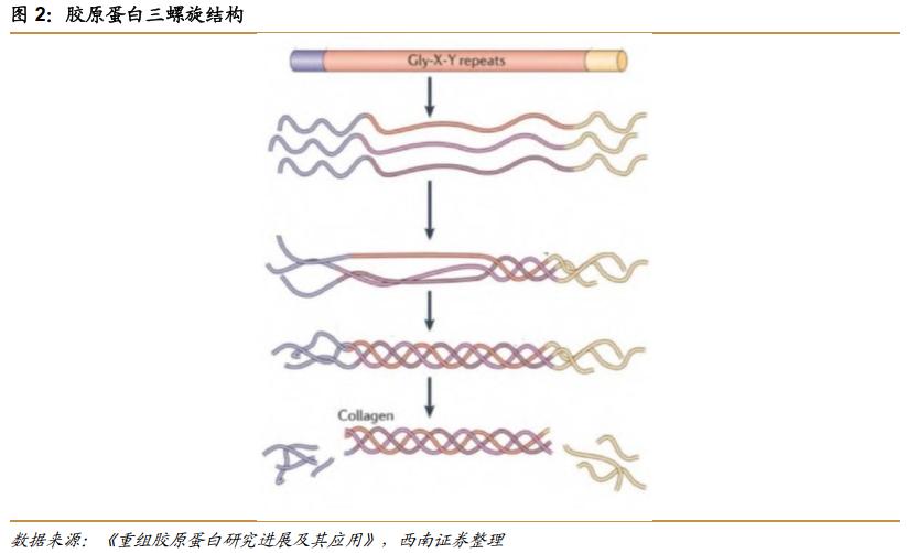 热门护肤品原料有哪些,胶原蛋白千亿品牌是什么成分