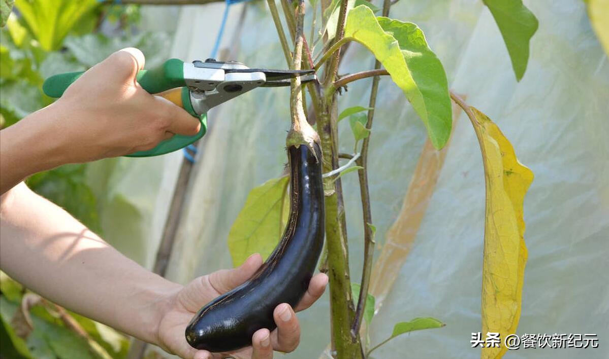 小贴士你不可不知的小暑养生秘诀,小暑养生小窍门