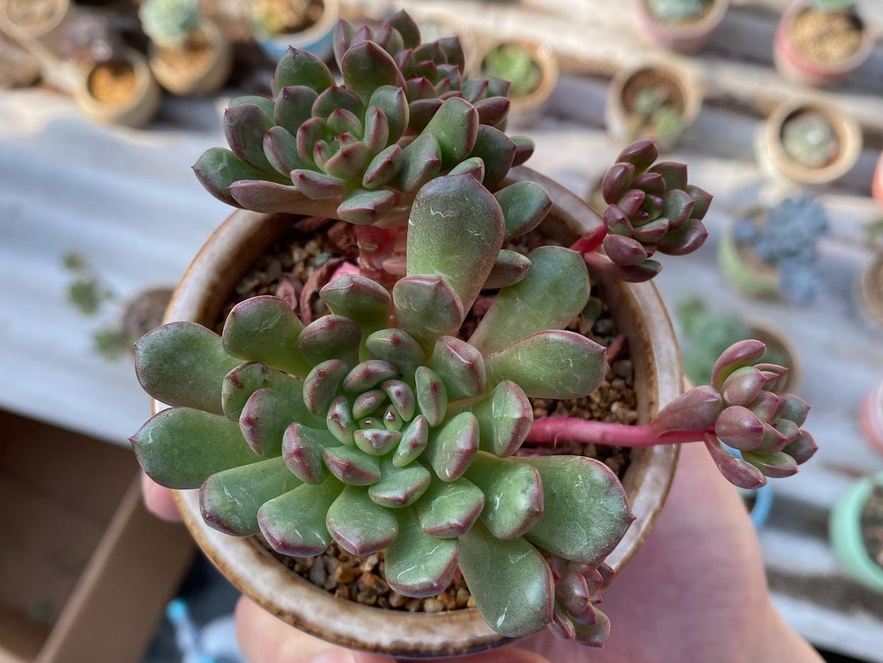 多肉红宝石徒长了会是什么样,枝干番杏红宝石徒长了怎么办