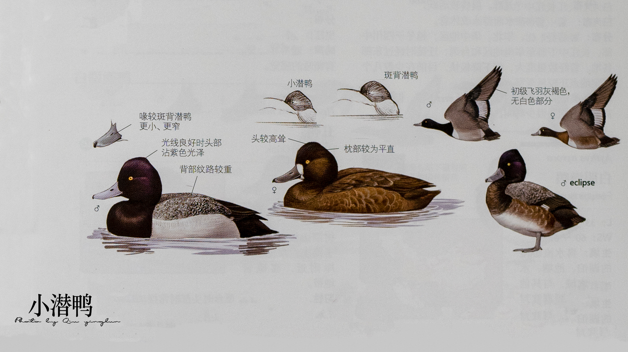 涓滄睙鎻借儨,涓滄睙鎻借儨楦熺被