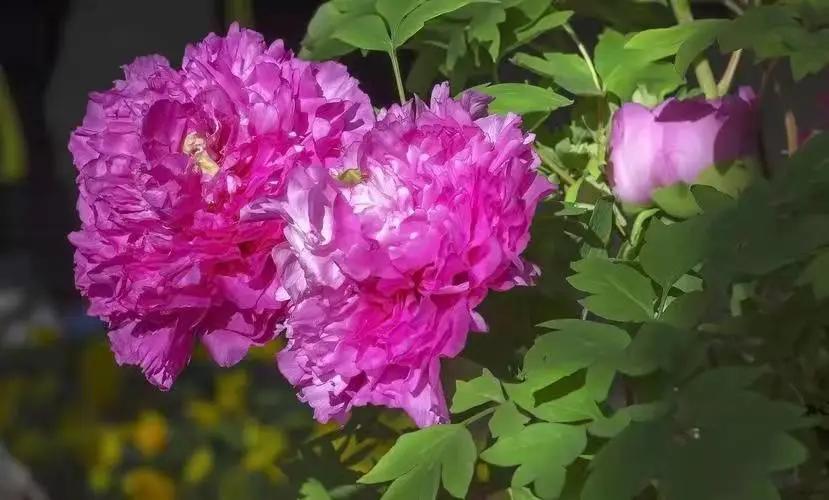 这个季节去哪里玩最合适昆明周边,昆明周边过年旅游推荐