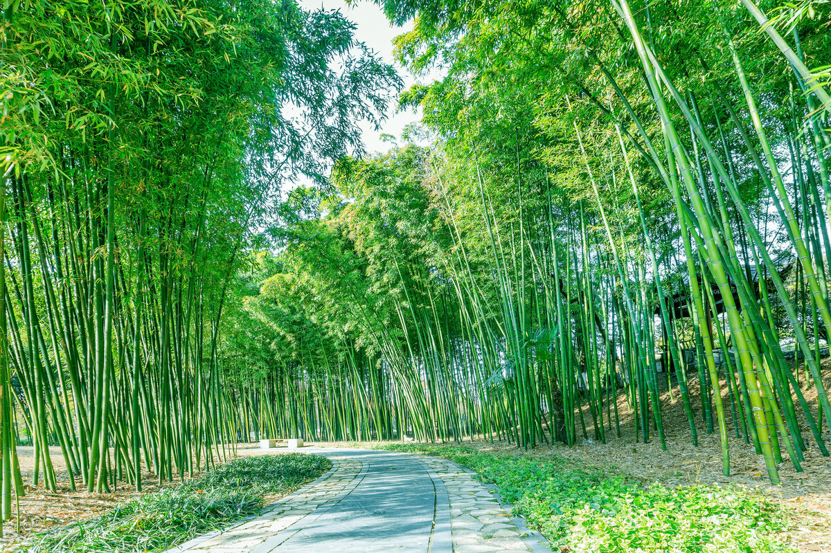 竹字飞花令100首,竹的诗词飞花令100首