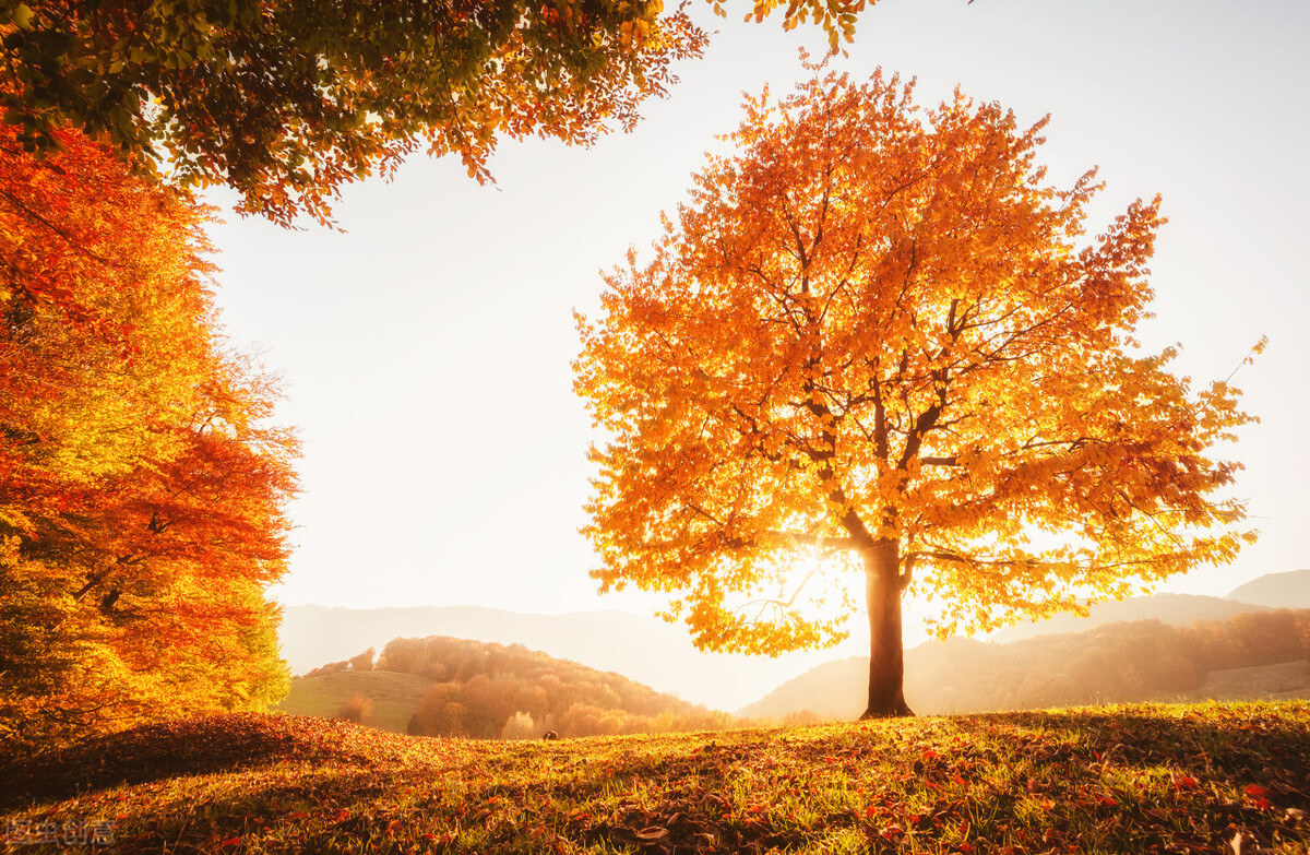 中年婚姻全集视频,中年婚姻全文