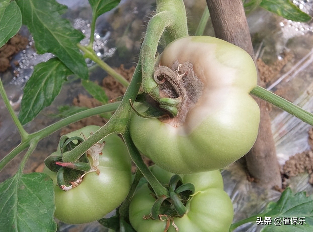 有机农业农药,绿色生物农药都有哪些