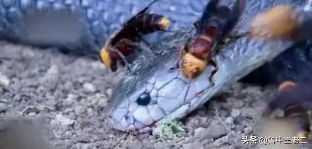 虎头蜂泛滥,欧洲虎头蜂