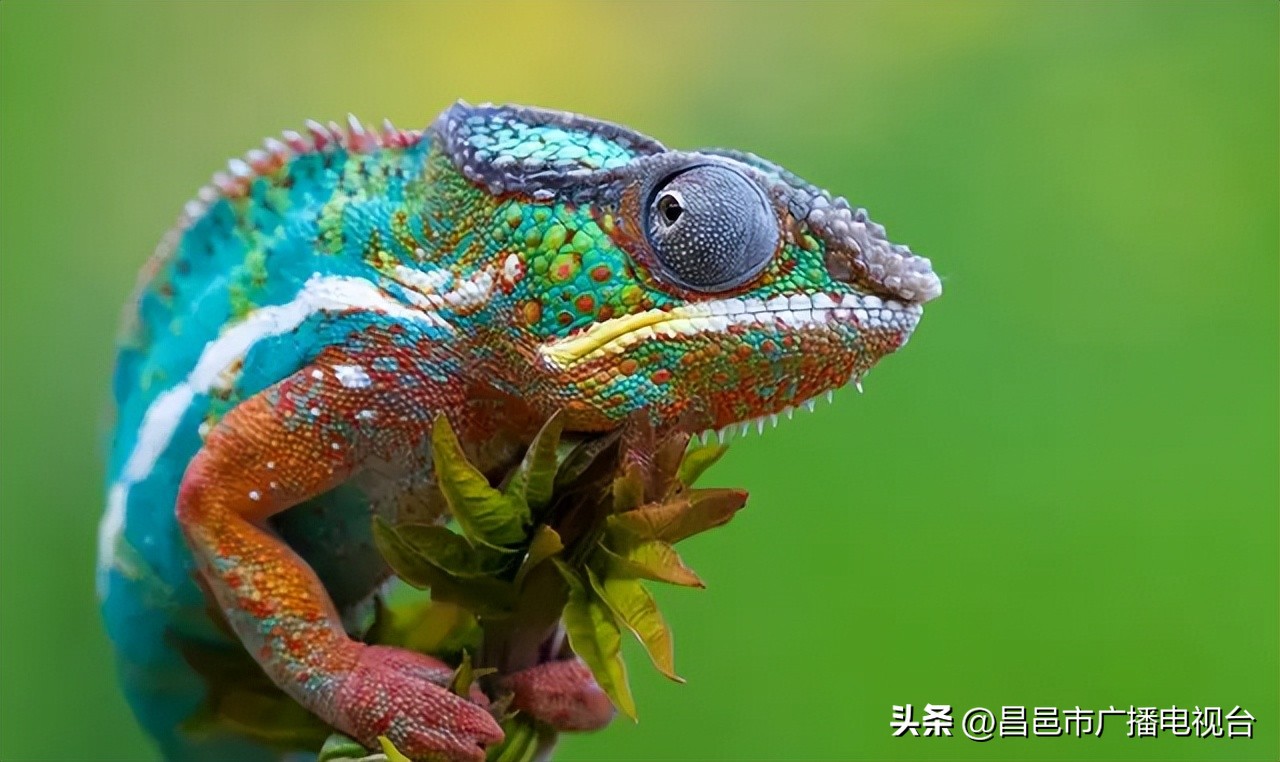 世界上寿命最短的动物排名前十,千年乌龟万年鳖动物的寿命排名