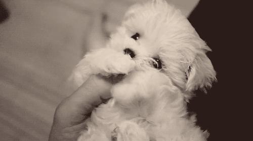 养茶杯犬如何才养不死,茶杯犬好养吗寿命长吗